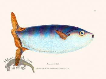 047 Truncated Sun Fish